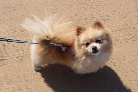 How to Train a Pomeranian: Obedience and Potty Training 3 Pomeranian on a leash