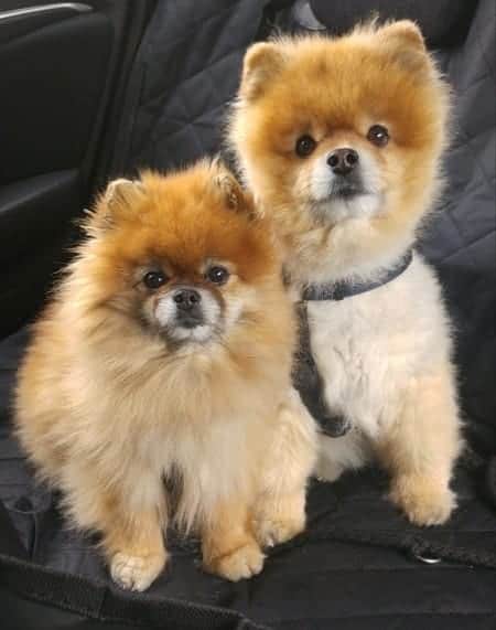 How to Train a Pomeranian: Obedience and Potty Training 4 Two Pomeranians listening