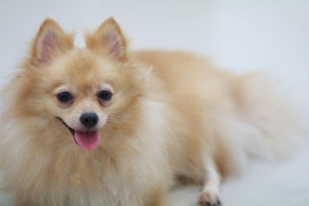 How to Train a Pomeranian: Obedience and Potty Training 5 Pomeranian lying down