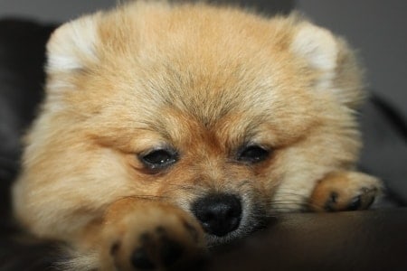 How to Treat and Prevent Pomeranian Anxiety Attacks 2 Sad Pomeranian