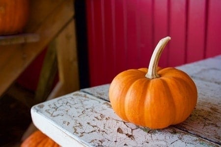 25 Most Healthy Human Food for Pomeranians 11 Pumpkin