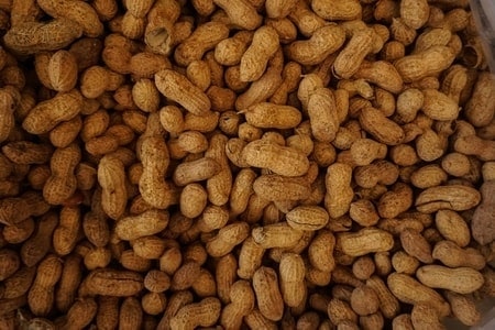25 Most Healthy Human Food for Pomeranians 16 Peanuts