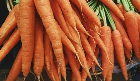 25 Most Healthy Human Food for Pomeranians 20 Carrots
