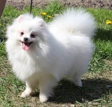 How to Help Your Pomeranian Lose Weight (Proven Method) 3 White Pomeranian on leash