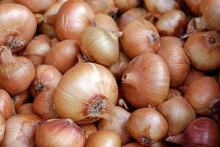 What Food Can Pomeranians Not Eat? (30+ Risky Ingredients) 5 Onions