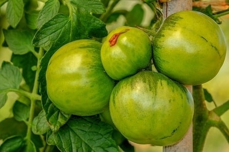 What Food Can Pomeranians Not Eat? (30+ Risky Ingredients) 3 Green tomatoes