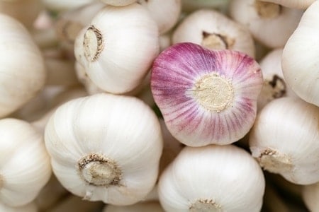 What Food Can Pomeranians Not Eat? (30+ Risky Ingredients) 7 Garlic