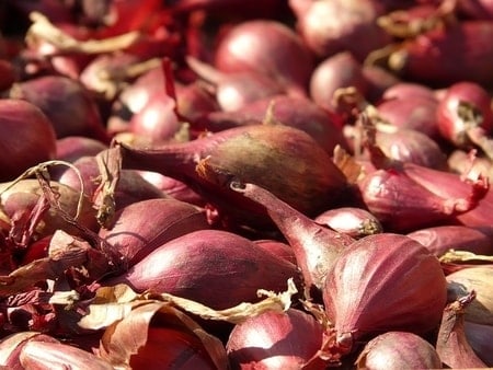What Food Can Pomeranians Not Eat? (30+ Risky Ingredients) 6 Shallots