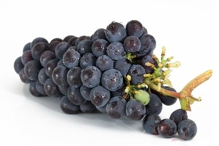 What Food Can Pomeranians Not Eat? (30+ Risky Ingredients) 12 Grapes