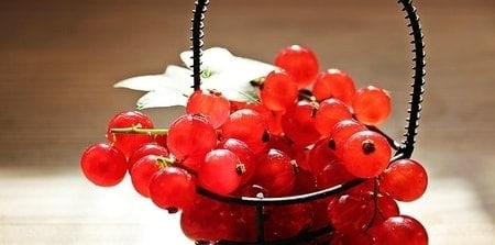 What Food Can Pomeranians Not Eat? (30+ Risky Ingredients) 14 Red currants