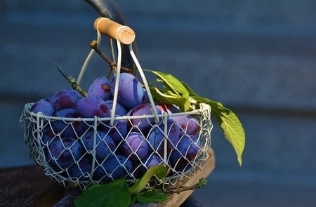 What Food Can Pomeranians Not Eat? (30+ Risky Ingredients) 17 Plums