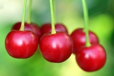 What Food Can Pomeranians Not Eat? (30+ Risky Ingredients) 27 Red cherries