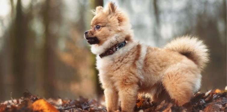 Why Do Pomeranians Pant so Much? (9+ Reasons) 4 Pomeranian standing on leaves