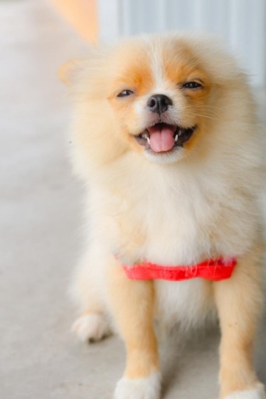 How to Fix Pomeranian Breathing Problems 3 Small Pomeranian smiling