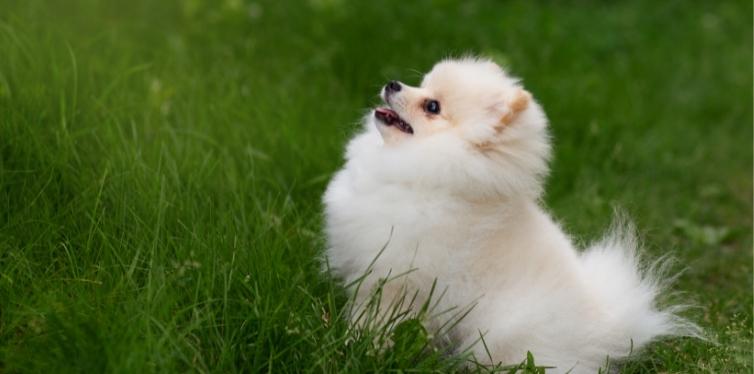 How to Fix Pomeranian Breathing Problems 4 White Pomeranian in grass