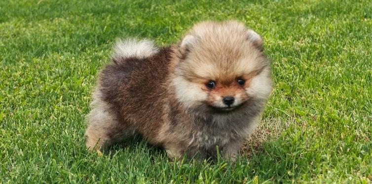 Natural Remedies for Collapsed Trachea in Dogs 4 Pomeranian puppy in the grass