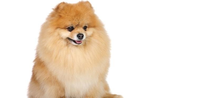 Natural Remedies for Collapsed Trachea in Dogs 6 Pomeranian with white background