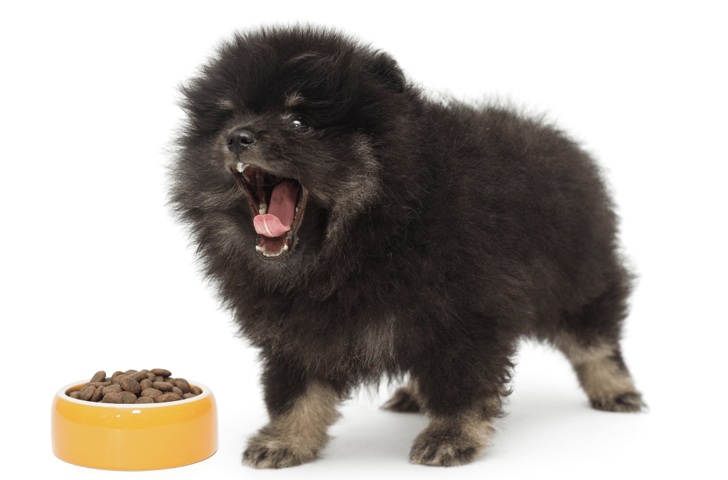 Black Pomeranian - Spinning Pom 3 1680882898 100 Black Pomeranian Spinning Pom