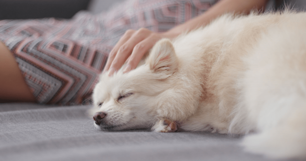 White Pomeranian - Spinning Pom 4 1680891658 100 White Pomeranian Spinning Pom