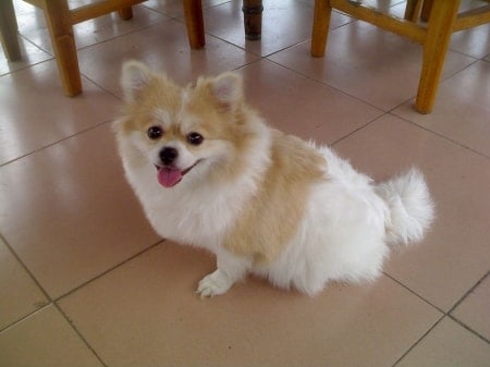 How to Help Your Pomeranian Lose Weight (Proven Method) 1 Pomeranian sitting
