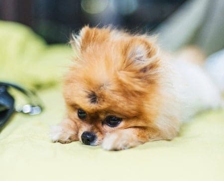 How to Treat and Prevent Pomeranian Anxiety Attacks 1 Pomeranian on bed