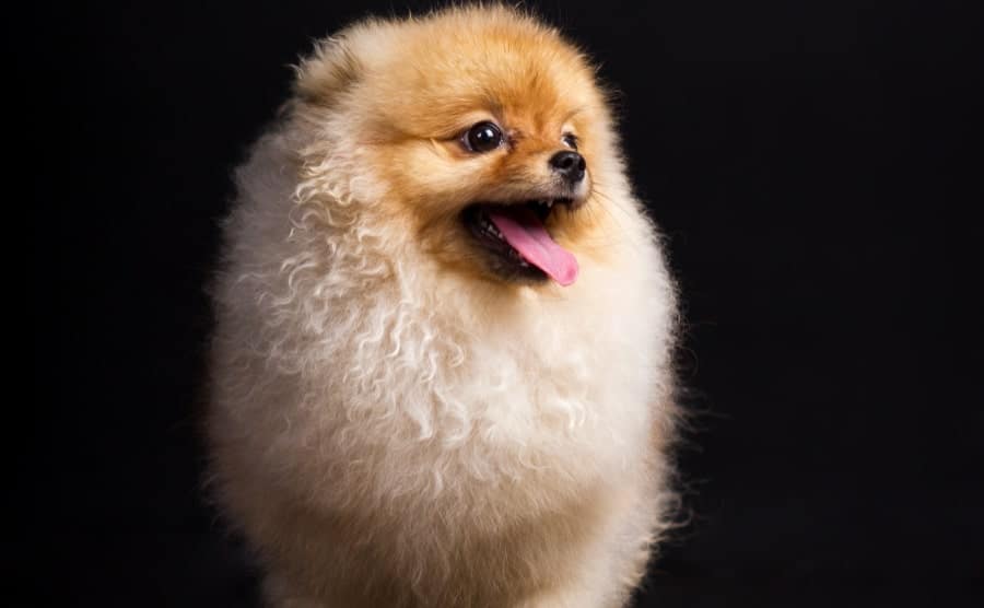Natural Remedies for Collapsed Trachea in Dogs 3 Pomeranian with black background